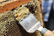 Včelaři z Lázní Bělohradu stáčeli na letošním Medobraní nejčerstvější tekuté zlato z letošních květů.