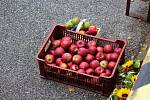 Podle statistiků za uplynulých 33 let z české krajiny zmizelo 43 procent původní plochy ovocných sadů. Ilustrační foto.
