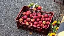 Ovocnáři se proto obávají, že v příštím roce klesne soběstačnost na pouhých 35 procent a zbytek jablek bude třeba dovážet.