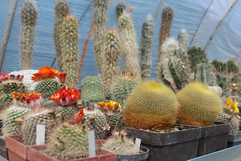 Výstava kaktusů a sukulentů na Valdštejnově náměstí v Jičíně.