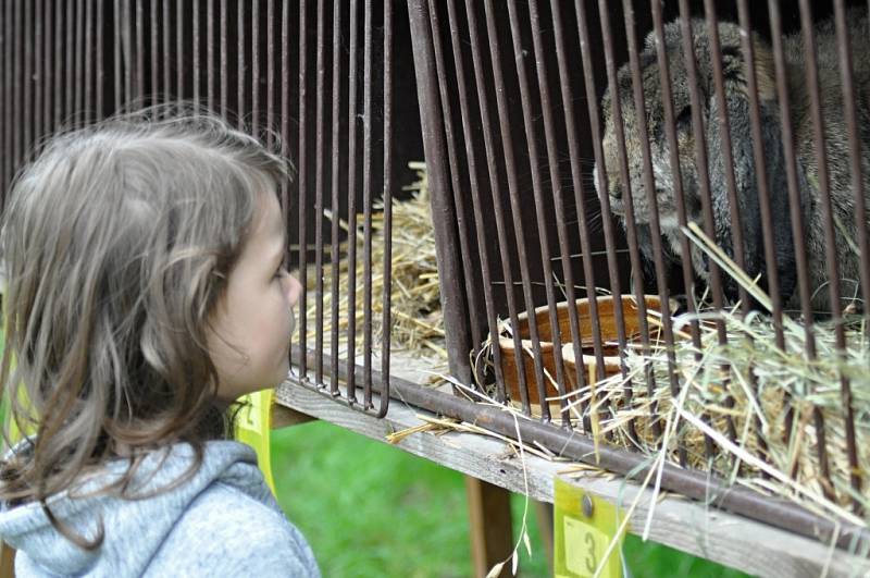 Tradiční hořická výstava králíků, drůbeže, holubů, okrasného ptactva, plazů, malých hlodavců a propagační výstava andulek.