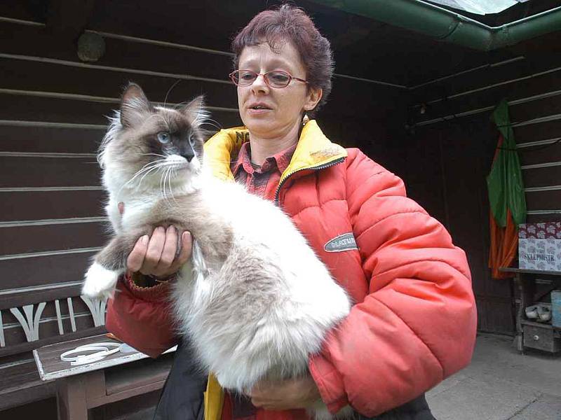 Monika Jenešová s jednou ze svých čtyř sibiřských koček.