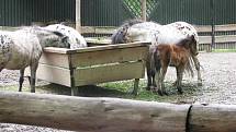 Z výletu dětí ostruženské mateřinky do liberecké ZOO.