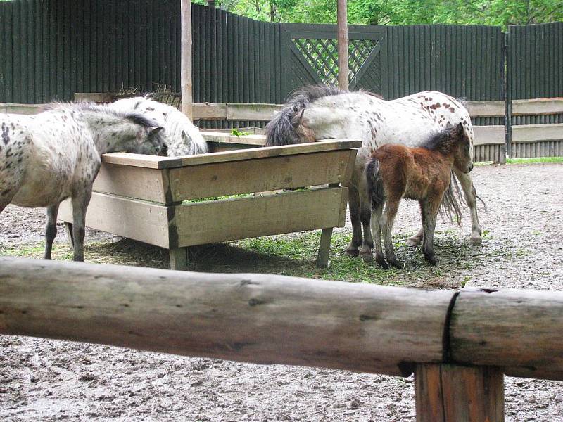 Z výletu dětí ostruženské mateřinky do liberecké ZOO.