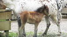 Z výletu dětí ostruženské mateřinky do liberecké ZOO.