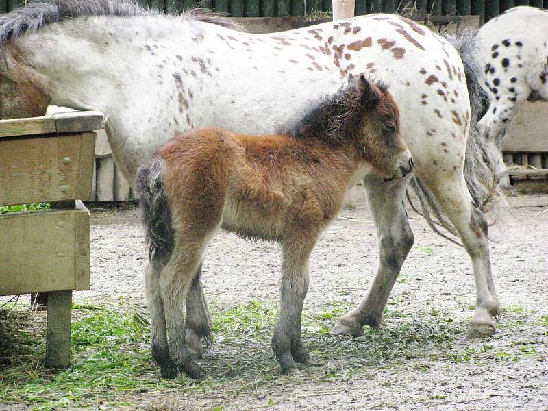 Z výletu dětí ostruženské mateřinky do liberecké ZOO.