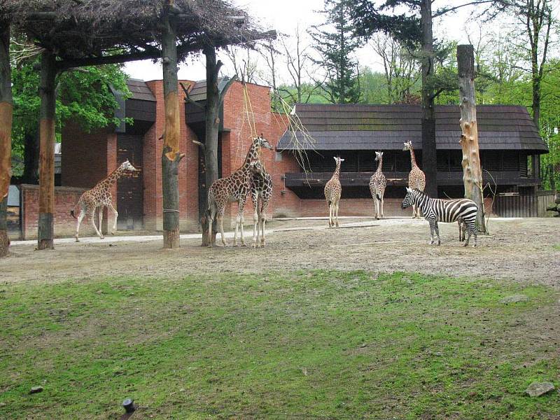 Z výletu dětí ostruženské mateřinky do liberecké ZOO.