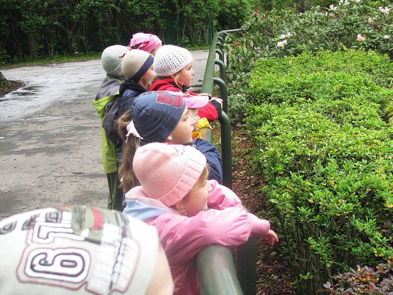 Z výletu dětí ostruženské mateřinky do liberecké ZOO.