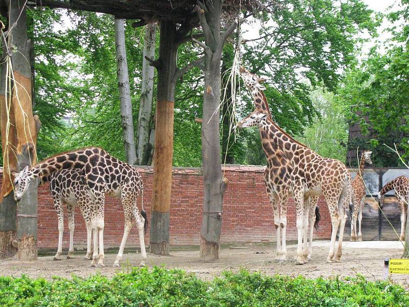 Z výletu dětí ostruženské mateřinky do liberecké ZOO.