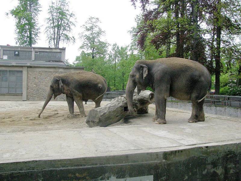 Z výletu dětí ostruženské mateřinky do liberecké ZOO.