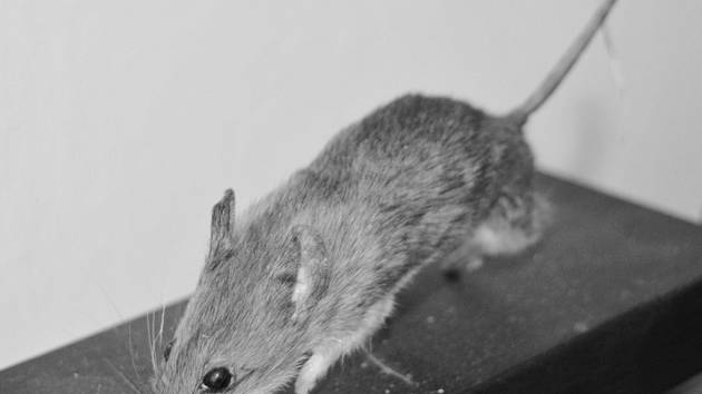 Rod myšice, aneb není myš jako myš - Jičínský deník