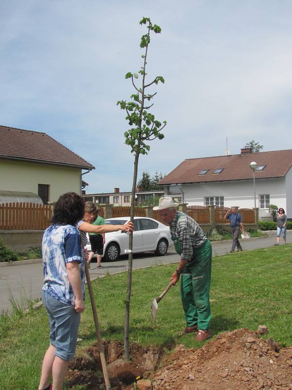 Obyvatelé Rohoznice vysázeli podél řeky Bystřice 52 listnáčů.