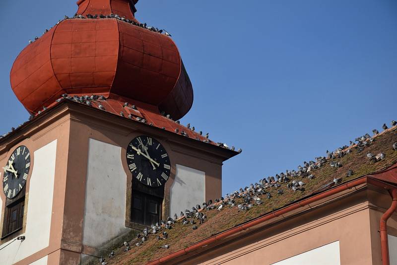 V době, kdy chovatelé vybíjejí venku žijící drůbež kvůli riziku nákazy ptačí chřipkou, vyvolávají hejna holubů na střechách otázky.
