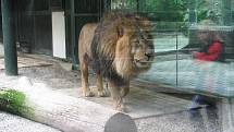 Z výletu dětí ostruženské mateřinky do liberecké ZOO.