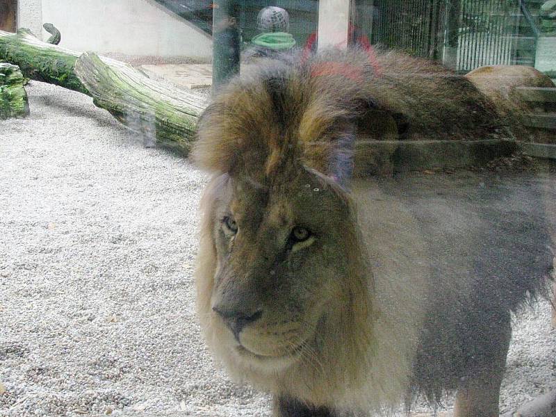 Z výletu dětí ostruženské mateřinky do liberecké ZOO.