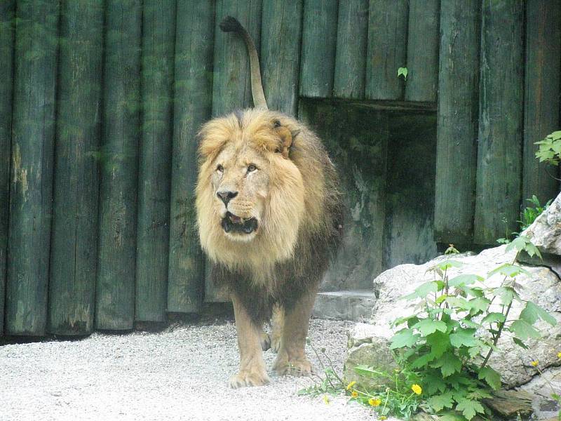 Z výletu dětí ostruženské mateřinky do liberecké ZOO.