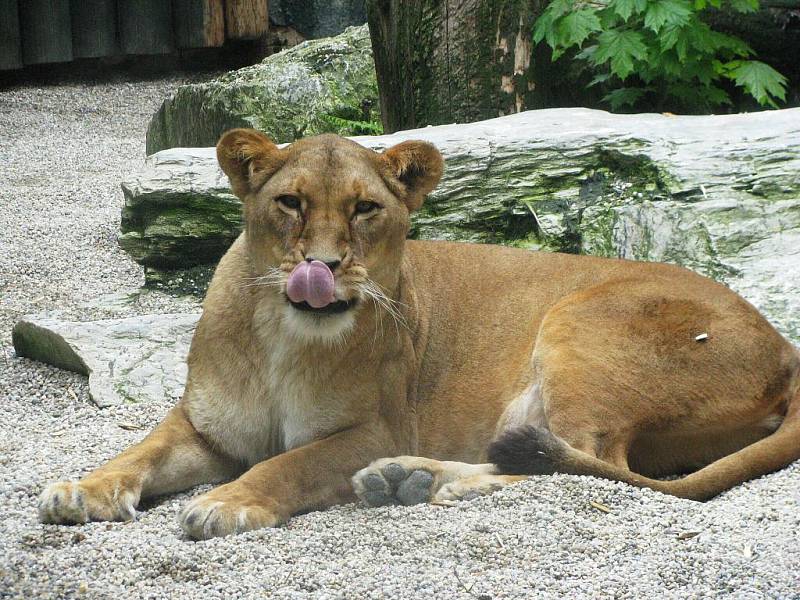 Z výletu dětí ostruženské mateřinky do liberecké ZOO.