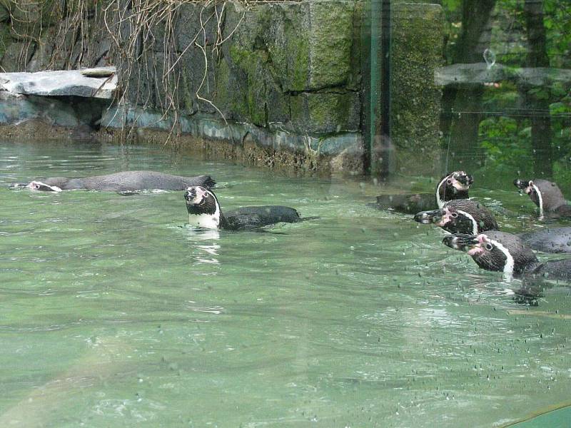 Z výletu dětí ostruženské mateřinky do liberecké ZOO.