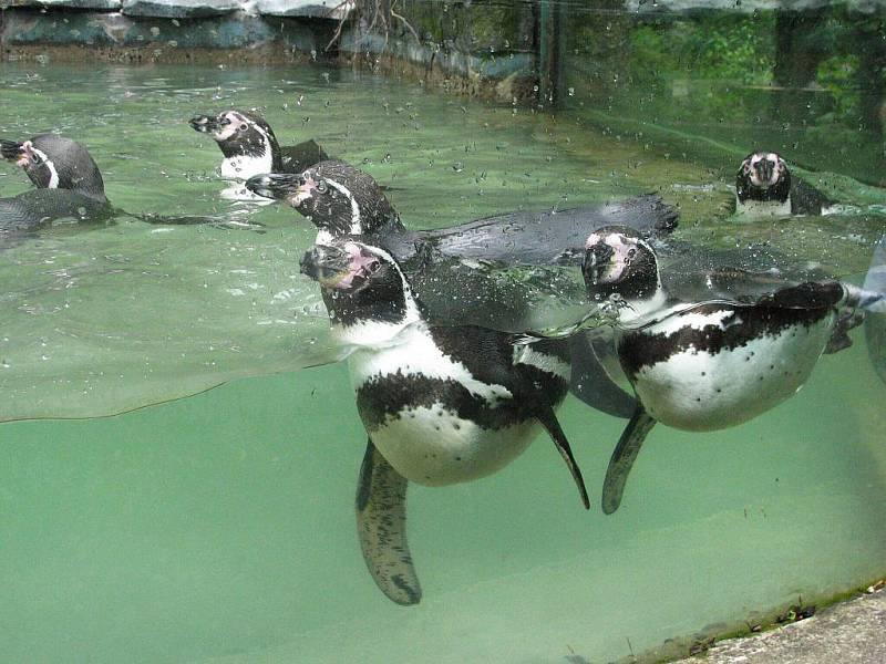 Z výletu dětí ostruženské mateřinky do liberecké ZOO.