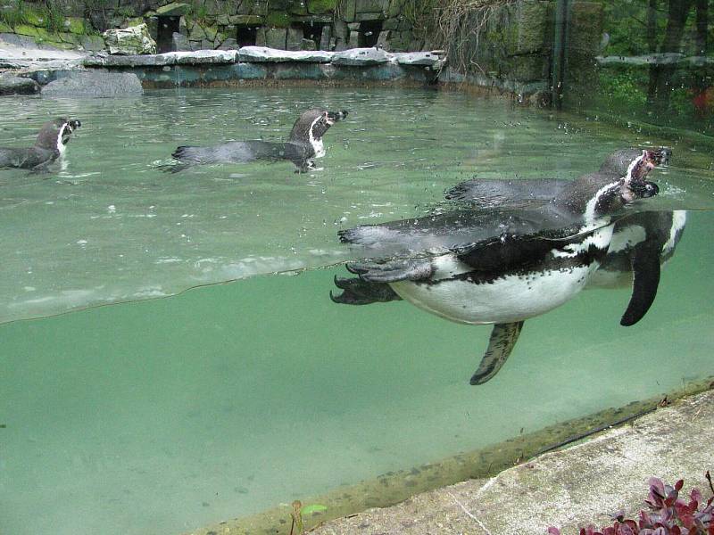 Z výletu dětí ostruženské mateřinky do liberecké ZOO.