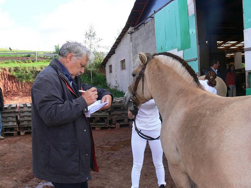 Svod fjordských koní.