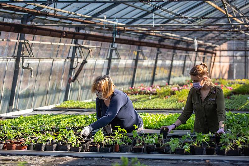 V zahradnické škole v Kopidlně pracují ve sklenících všichni zaměstnanci včetně sekretářek. Vegetační odbobí totiž koronavirus nezná.