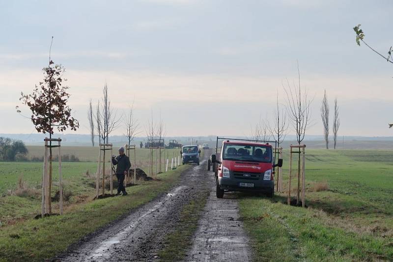 Ovocná alej mezi obcemi Šaplava a Lískovice.