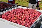 Podle statistiků za uplynulých 33 let z české krajiny zmizelo 43 procent původní plochy ovocných sadů.