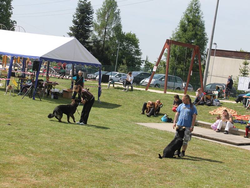 Dogracing v Holovousích.