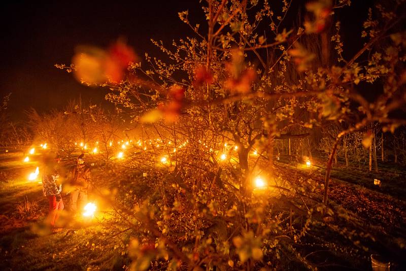 Pěstitelé v Holovousích museli zapálit parafínové svíce, aby uchránili úrodu ovocných stromů. Teploty pod nulou by nenávratně poškodily květy. V sadech tak zapálili stovky svící.
