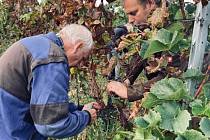 Přibližně pět desítek lidí se v sobotu sešlo u vinohradu v Radimi u Jičína, kde začala vůbec první sklizeň révy vinné. 
