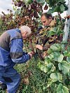 Přibližně pět desítek lidí se v sobotu sešlo u vinohradu v Radimi u Jičína, kde začala vůbec první sklizeň révy vinné. 