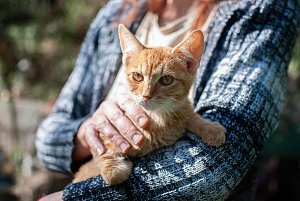 "Toulavé a odhozené kočky jsou problém, před kterým mnoho lidí zavírá oči," říká Markéta Eremiášová. Pustila se do boje o vytvoření útulku pro kočičí nalezence v Jičíně.