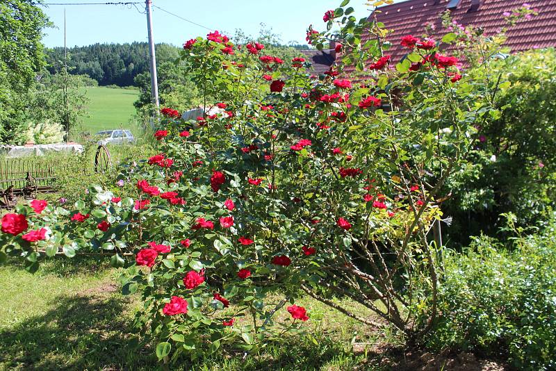 Vůněmi a rozmanitými barvami hýří zahrada v Újezdci u Syřenova na Jičínsku, kde pěstují květiny všech druhů, keře a stromy manželé Suchardovi.