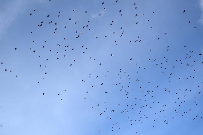 V době, kdy chovatelé vybíjejí venku žijící drůbež kvůli riziku nákazy ptačí chřipkou, vyvolávají hejna holubů na střechách otázky.