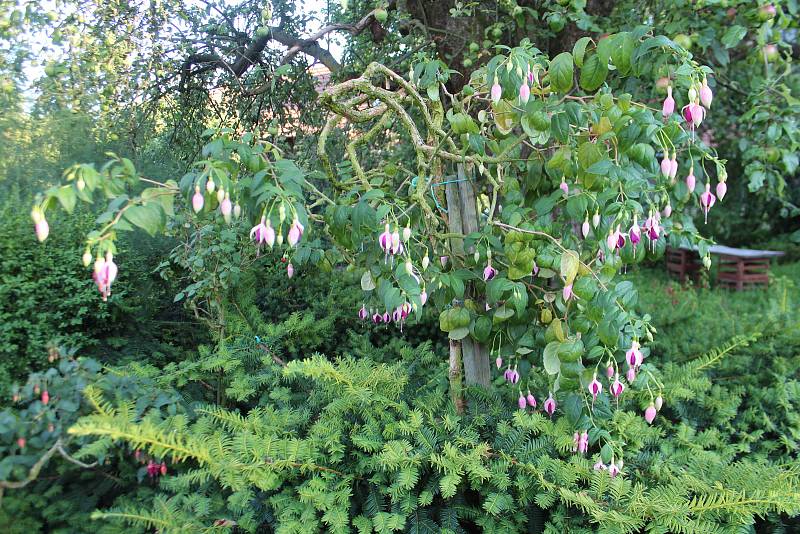 V Újezdci u Syřenova je zpřístupněna květinová zahrada manželů Suchardových, kteří se specializují na pěstování fuchsií.