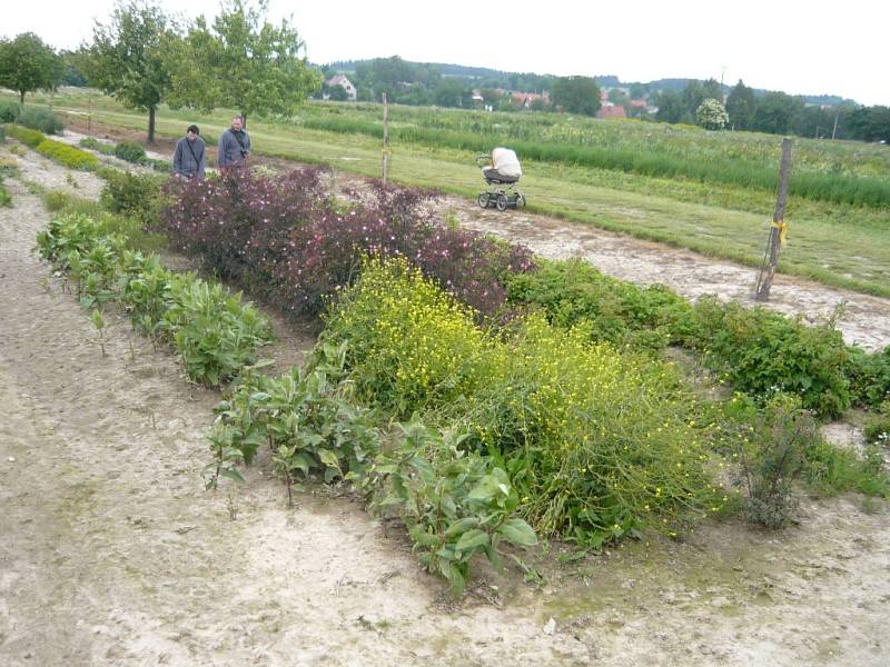 Pěstování rostlin v Markvarticích.