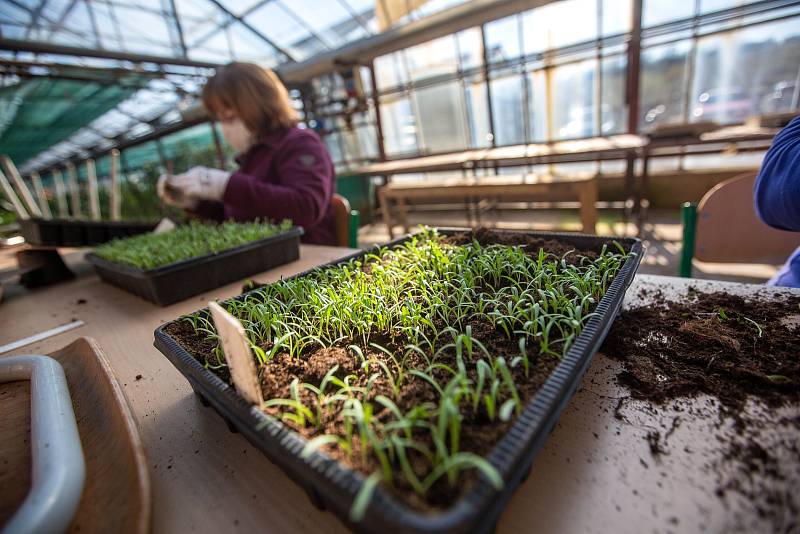 V zahradnické škole v Kopidlně pracují ve sklenících všichni zaměstnanci včetně sekretářek. Vegetační odbobí totiž koronavirus nezná.