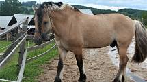 Fjordský kůň je jedno z nejčistších plemen na světě. Jeho podoba se téměř nezměnila od dob, kdy jej chovali skandinávští Vikingové. V Česku jej nyní chová jen málo lidí, hřebčín ve Staré Pace je jediný svého druhu u nás.