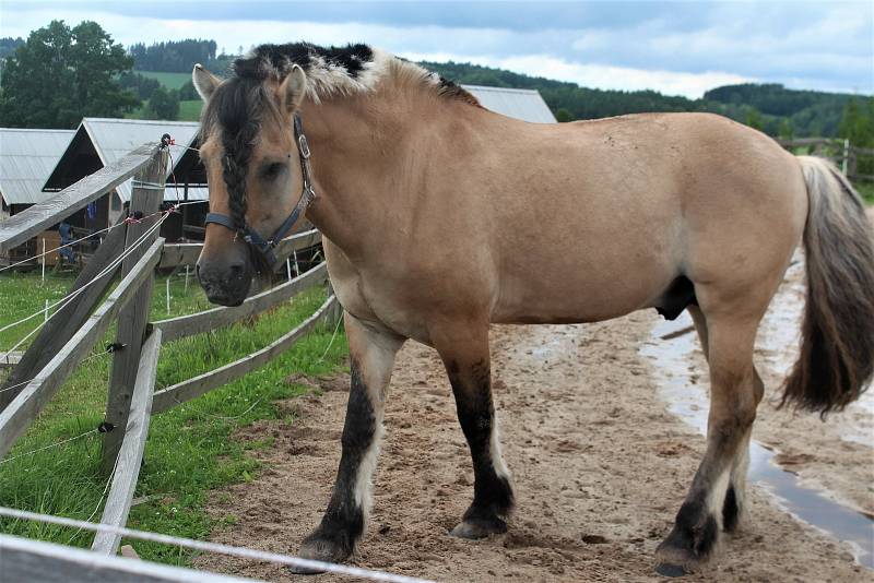 Fjordský kůň je jedno z nejčistších plemen na světě. Jeho podoba se téměř nezměnila od dob, kdy jej chovali skandinávští Vikingové. V Česku jej nyní chová jen málo lidí, hřebčín ve Staré Pace je jediný svého druhu u nás.