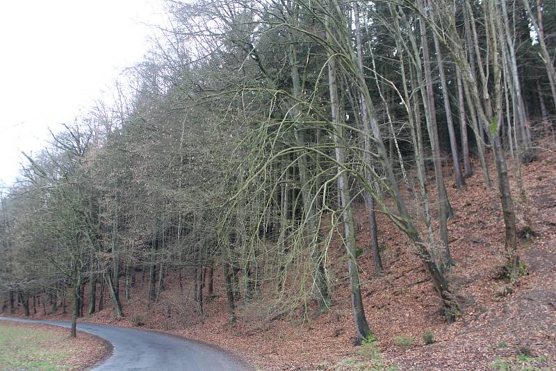 Nebezpečný úsek před obcí Stav, kde jsou nakloněné stromy nad vozovkou druhé třídy.