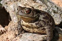 Ropucha obecná (Bufo bufo)