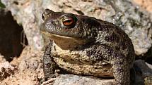 Ropucha obecná (Bufo bufo)