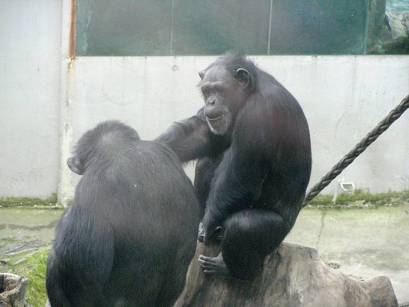 Z výletu dětí ostruženské mateřinky do liberecké ZOO.