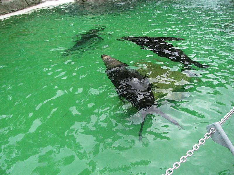 Z výletu dětí ostruženské mateřinky do liberecké ZOO.