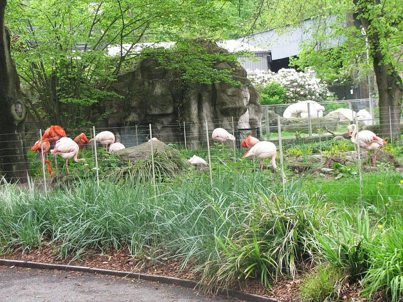 Z výletu dětí ostruženské mateřinky do liberecké ZOO.