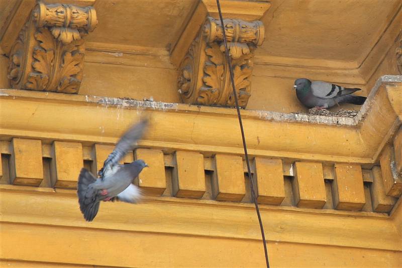 S jarem začínají hnízdit i další ptáci ve městě. Na fotce holubí pár pod střechou školy na Husovce.