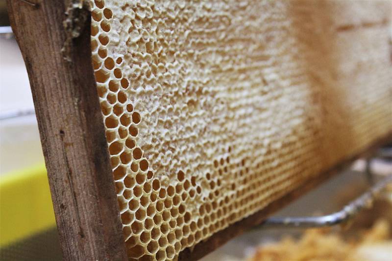 Včelaři z Lázní Bělohradu stáčeli na letošním Medobraní nejčerstvější tekuté zlato z letošních květů.