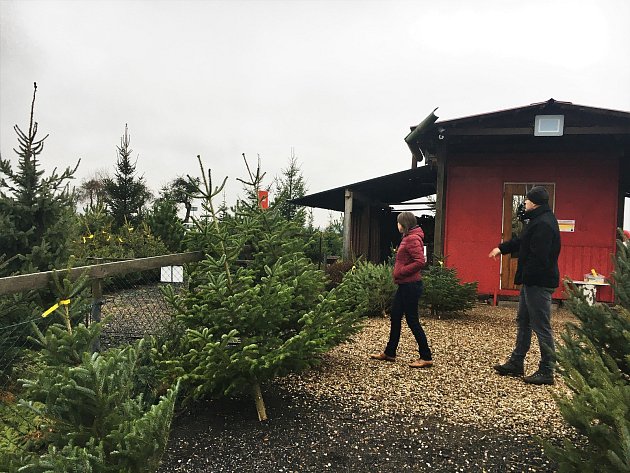 Z návštěvy plantáže vánočních stromků v Úlibicích si některé rodiny vytvořily předvánoční tradici.