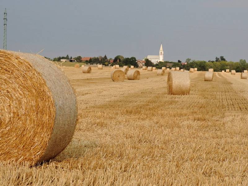 Sklizeň se navíc může výrazně zkomplikovat tam, kde kvůli dešťům hrozí podmáčení polí.